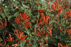 Des images de diff�rentes plantes